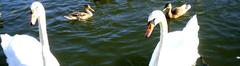 80 Ferien an der Müritz